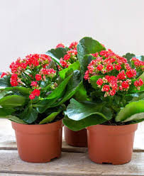 Flowering Kalanchoe Growing on Sunny Windowsill