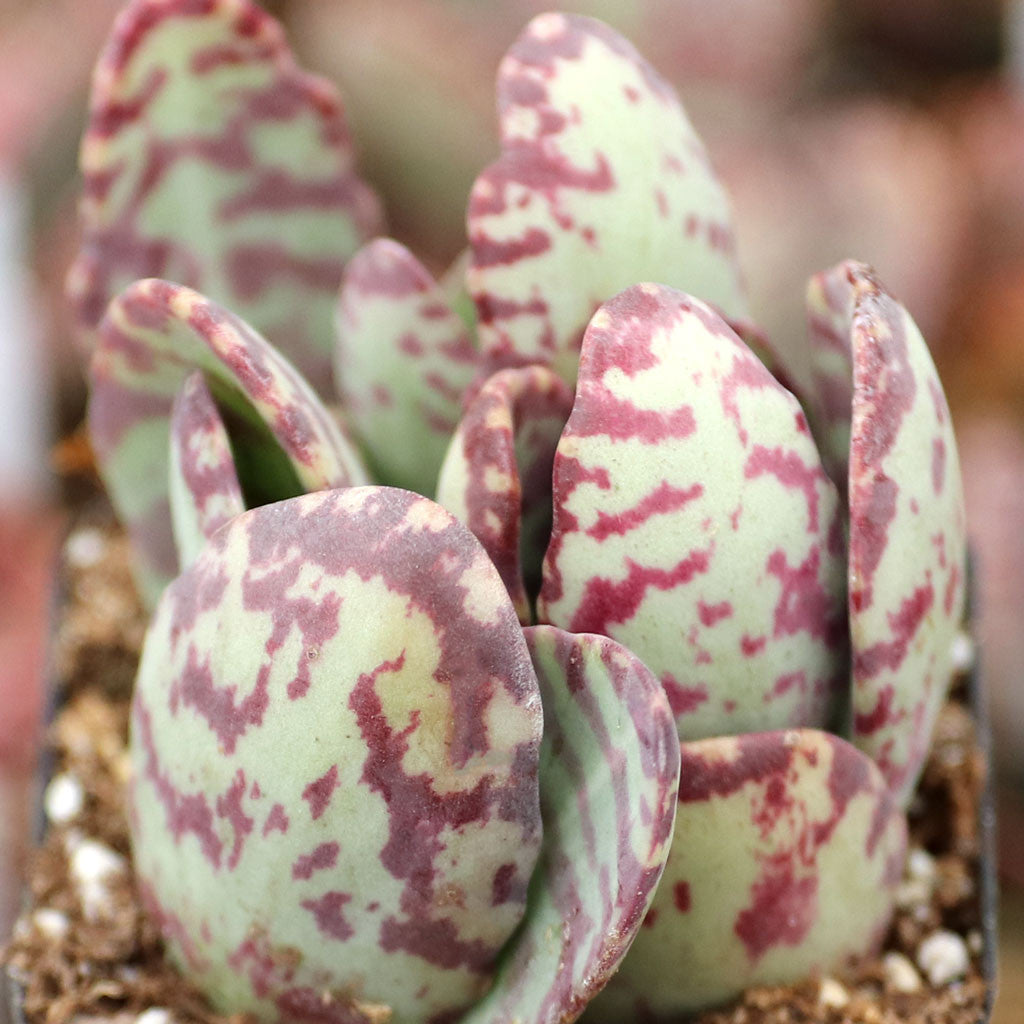 Purple White flower seeds