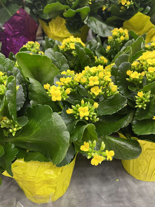 Yellow Kalanchoe flower seeds