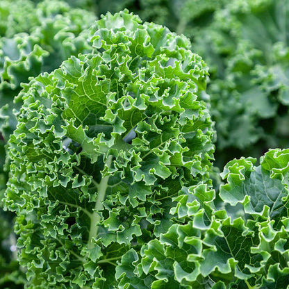 Kale Seeds for Planting – Heirloom Non-GMO Garden Seeds