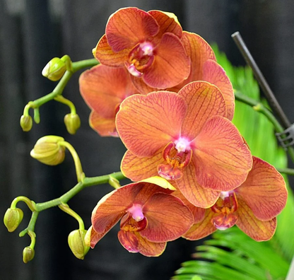 Orange Phalaenopsis flower seeds