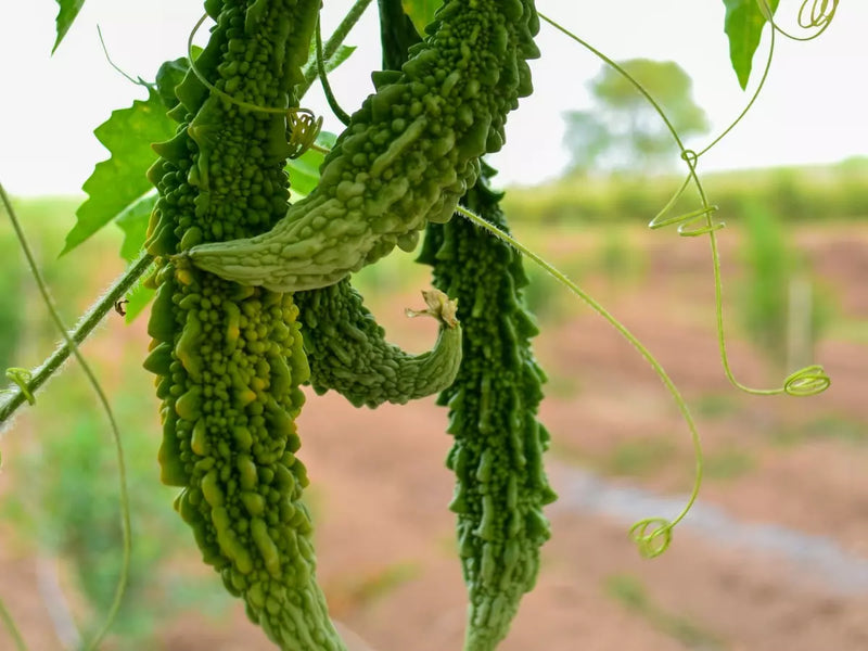 Karela Seeds for Planting – Heirloom Non-GMO Garden Seeds