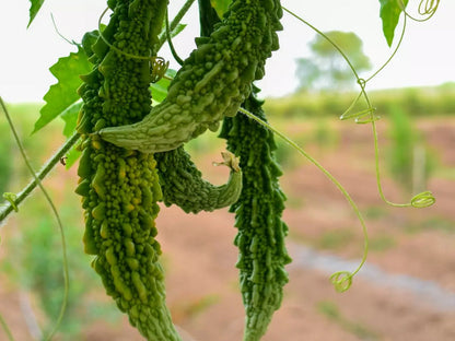 Karela Seeds for Planting – Heirloom Non-GMO Garden Seeds