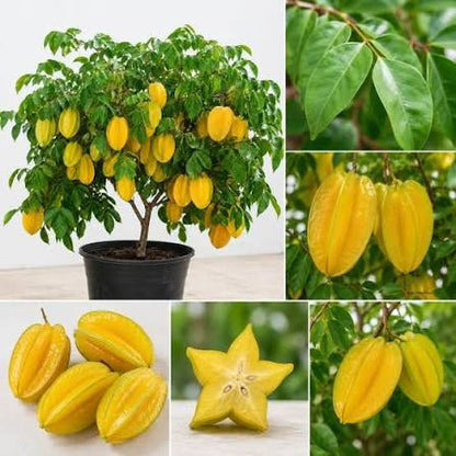 Karmal Fruit Seeds for Planting featuring Dillenia pentagyna tropical tree with broad green leaves, yellow flowers, and distinctive rounded fruits