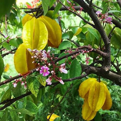 Karmal Fruit Seeds for Planting featuring Dillenia pentagyna tropical tree with broad green leaves, yellow flowers, and distinctive rounded fruits