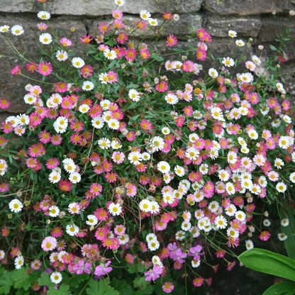 Karvinskianus Flower Seeds with white and pink Mexican Fleabane blooms