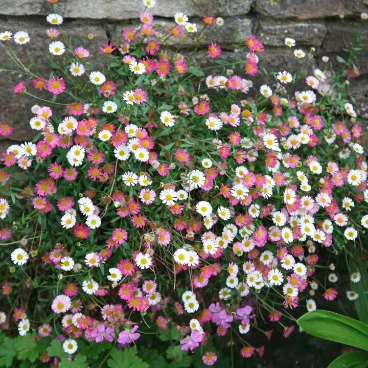 Karvinskianus Flower Seeds with white and pink Mexican Fleabane blooms