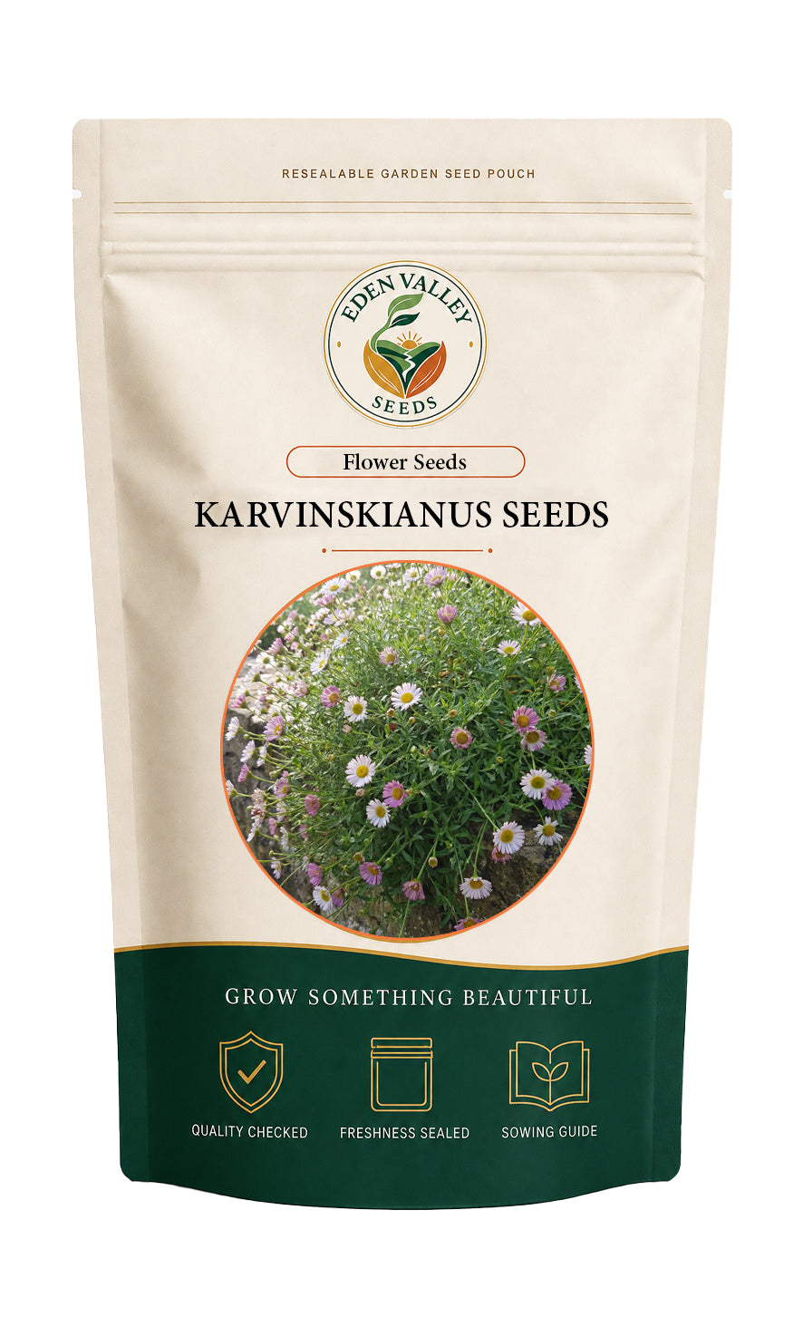 Karvinskianus Seeds for Planting with delicate daisy-like flowers