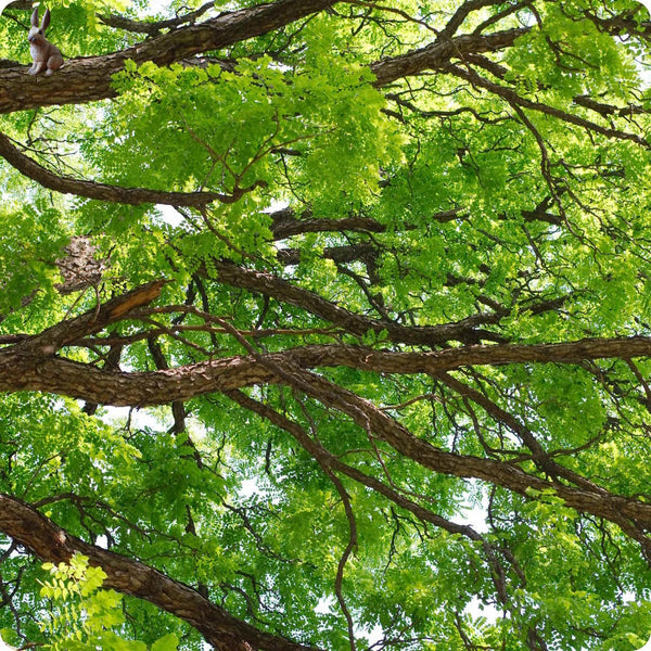 kentucky coffee tree seeds