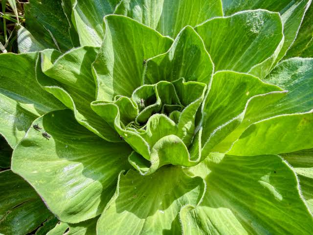 Kerguelen cabbage plant (Pringlea antiscorbutica) featuring distinctive green foliage, native to remote subantarctic islands and suited to cool growing conditions.