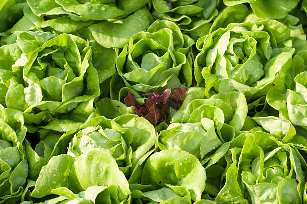 Kerguelen cabbage plant (Pringlea antiscorbutica) featuring distinctive green foliage, native to remote subantarctic islands and suited to cool growing conditions.