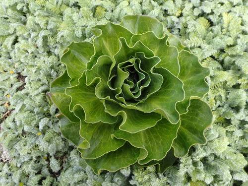 Kerguelen cabbage plant (Pringlea antiscorbutica) featuring distinctive green foliage, native to remote subantarctic islands and suited to cool growing conditions.