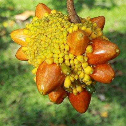 Kesusu fruit tree with distinctive clusters of orange ripe fruit and lush green foliage, showcasing this rare Southeast Asian tropical fruit species.