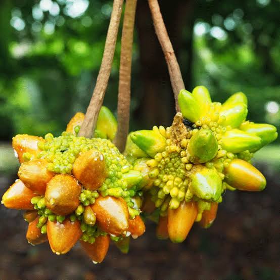 Kesusu fruit tree with distinctive clusters of orange ripe fruit and lush green foliage, showcasing this rare Southeast Asian tropical fruit species.