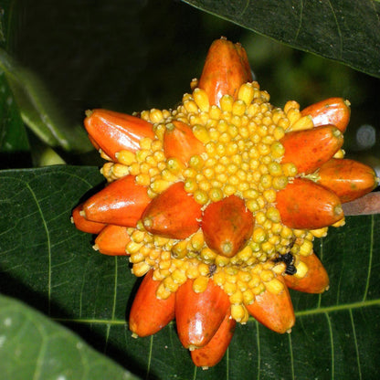 Kesusu fruit tree with distinctive clusters of orange ripe fruit and lush green foliage, showcasing this rare Southeast Asian tropical fruit species.