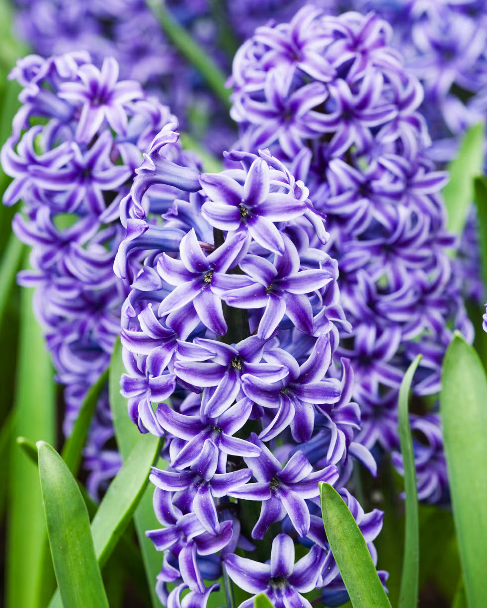 Hyacinth flower seeds
