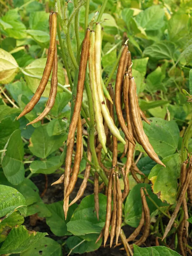 Red Pole Kidney Bean Seeds for Planting – Heirloom Non-GMO Garden Seeds