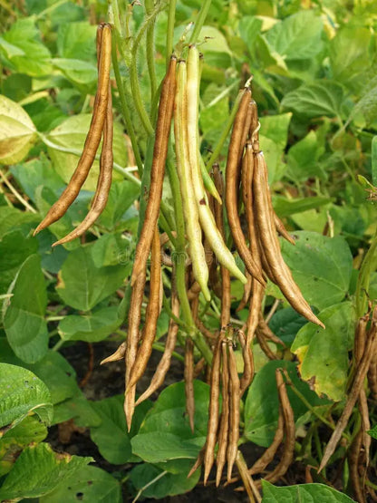 Red Pole Kidney Bean Seeds for Planting – Heirloom Non-GMO Garden Seeds