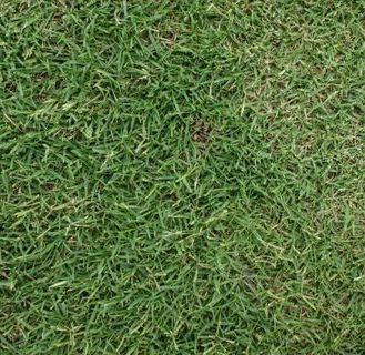 Kikuyu Grass Seeds for Planting – Warm Season Lawn and Ground Cover Grass