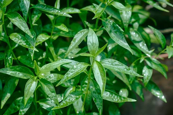Andrographis paniculata medicinal herb plant with green leaves, slender stems, and small white flowers marked with purple, growing in a garden.