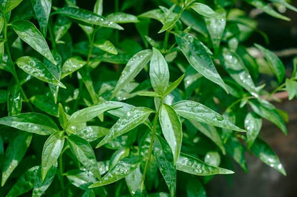 Andrographis paniculata medicinal herb plant with green leaves, slender stems, and small white flowers marked with purple, growing in a garden.