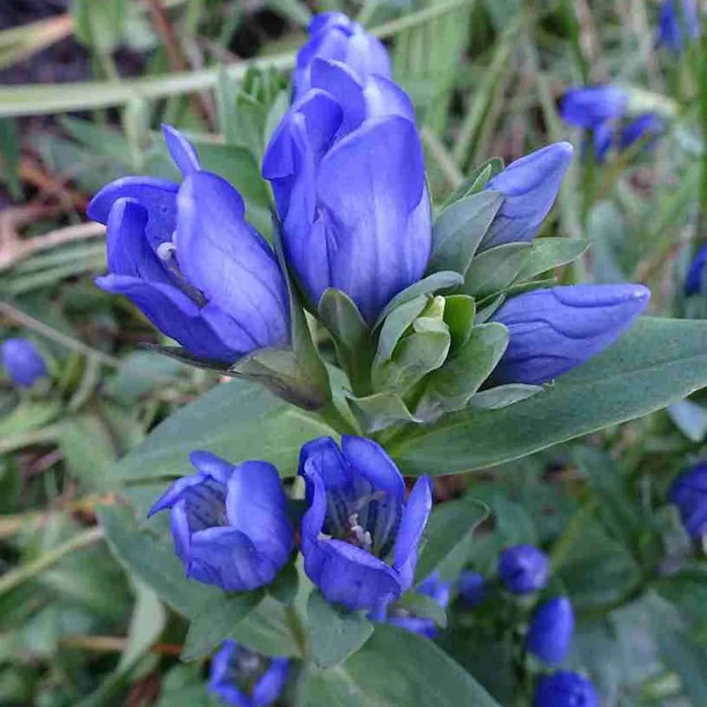Blue Gentiana flower seeds