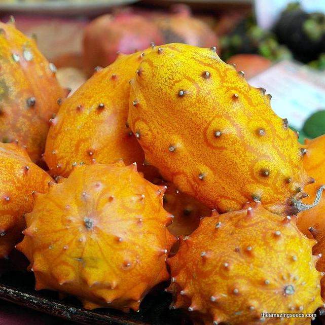 Jelly melon horned cucumber plant producing bright orange spiny fruits with juicy green flesh, growing on a leafy vine in a sunny home garden.