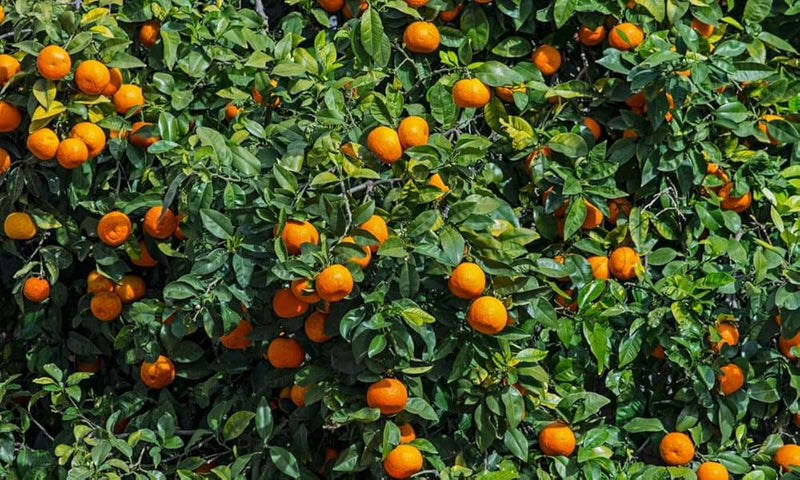 Bonsai Mixed Fruit Tree Seeds for Planting – Heirloom Non-GMO Garden Seeds