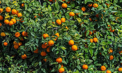 Bonsai Mixed Fruit Tree Seeds for Planting – Heirloom Non-GMO Garden Seeds