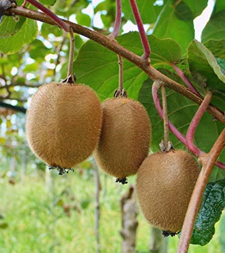 Kiwi Actinidia deliciosa Fruit Seeds for Planting – Heirloom Non-GMO Kiwi Vine Seeds