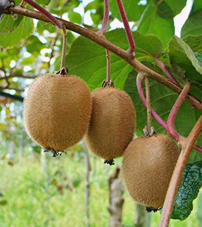 Kiwi Actinidia deliciosa Fruit Seeds for Planting – Heirloom Non-GMO Kiwi Vine Seeds