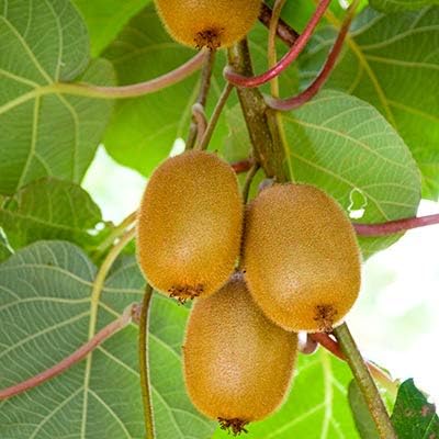 kiwi vine seeds