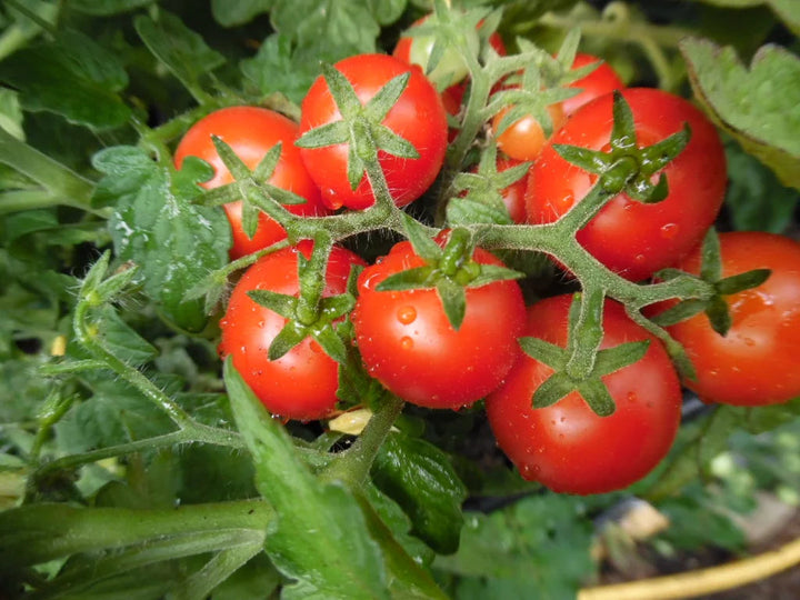 Birdie Rouge Tomato Seeds
