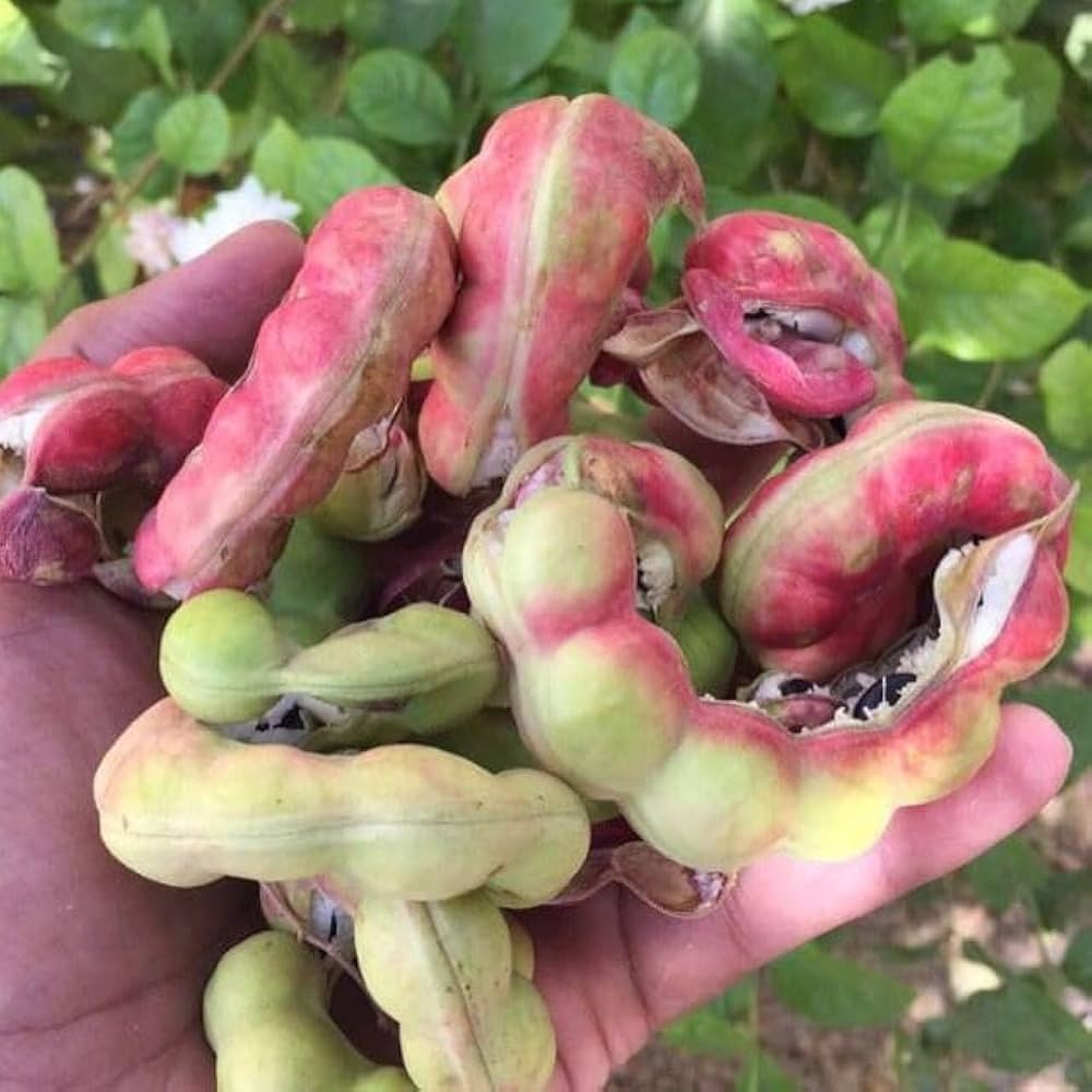 Kodukkapuli Camachile fruit tree with green compound leaves, curled reddish fruit pods, and edible pinkish-white pulp growing in a tropical garden.