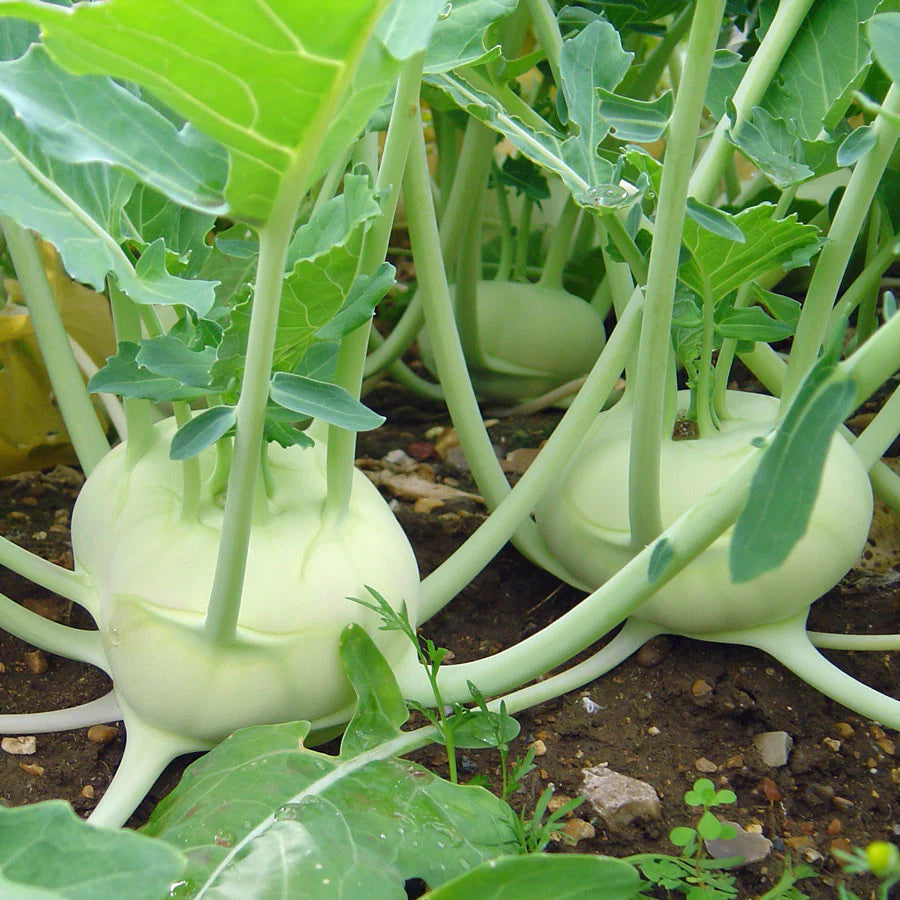 White Kohlrabi Seeds