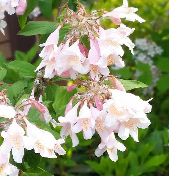 Kolkwitzia Shrub with White Bell Shaped Flowers