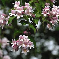 Kolkwitzia Shrub with White Bell Shaped Flowers

