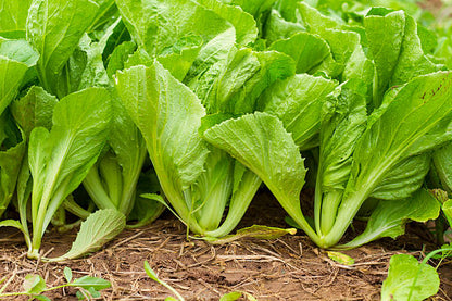 Komatsuna seeds for planting with fresh green Japanese mustard spinach leaves