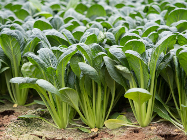 Komatsuna vegetable seeds for planting with fresh green Japanese mustard leaves