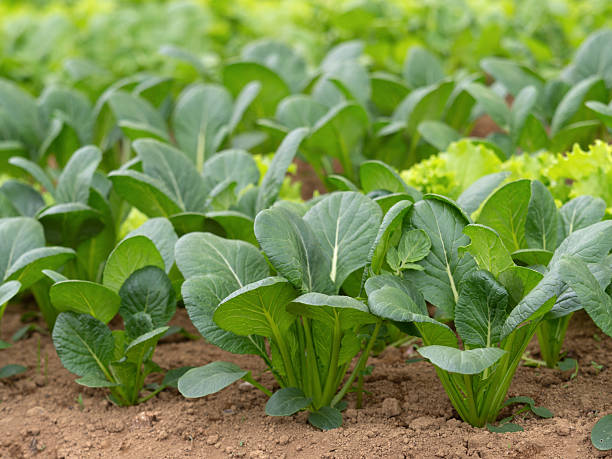 Komatsuna seeds for planting with fresh green Japanese mustard spinach leaves