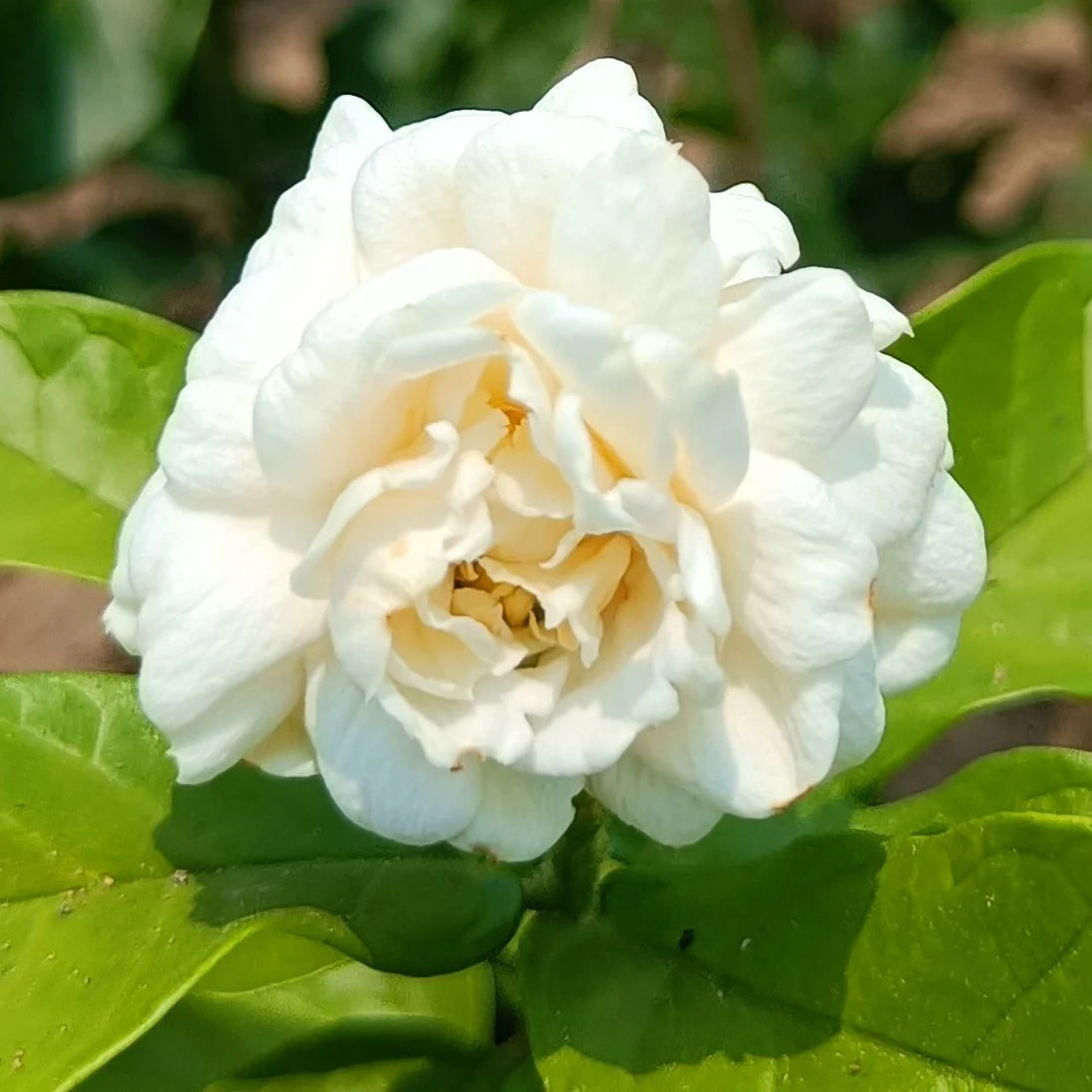 Jasmine Jasminum flower seeds
