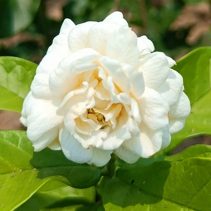 Jasmine Jasminum flower seeds