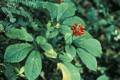 Korean Ginseng Herb Seeds for Planting with Panax ginseng plant foliage