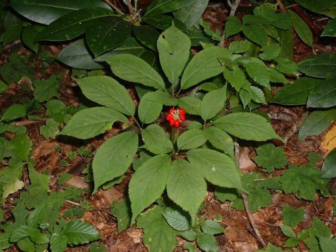 Korean Ginseng Herb Seeds for Planting with Panax ginseng plant foliage