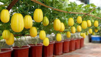 Korean Melon Seeds for Planting – Heirloom Non-GMO Garden Seeds