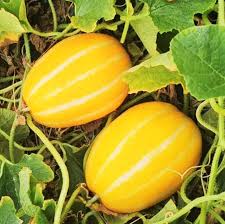 Yellow Korean Melon Fruit Seeds for Planting – Heirloom Non-GMO Garden Seeds