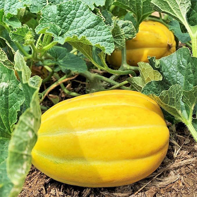 Korean Melon Cucumis melo Fruit Seeds for Planting – Heirloom Non-GMO Melon Seeds