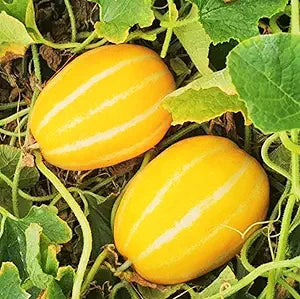 korean melon seeds