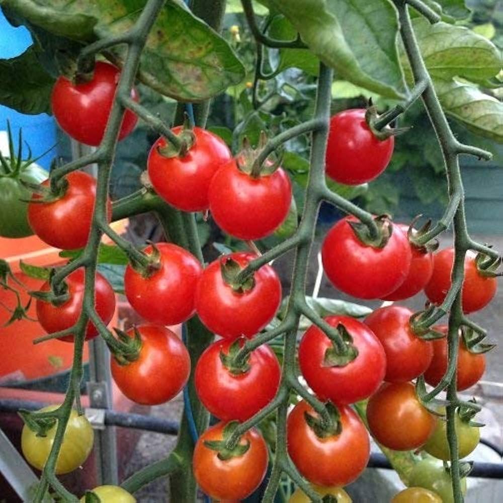 Kremenchug Tomato Seeds
