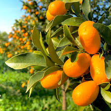 Orange Kumquat Fruit Seeds for Planting – Heirloom Non-GMO Garden Seeds